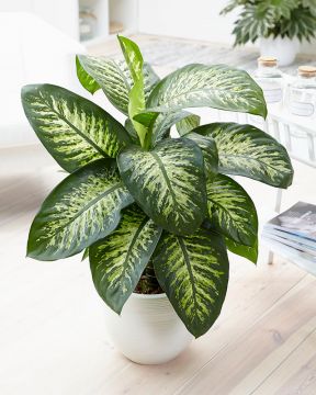 Kirjovehka Tropic Snow 