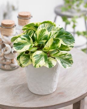 Amerikanmuori Green Gold