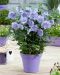 Sinihibiskus Blue Chiffon