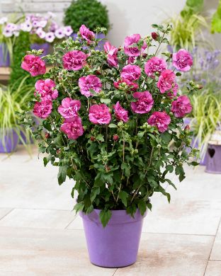 Sinihibiskus mix 3