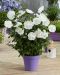 Sinihibiskus White Chiffon
