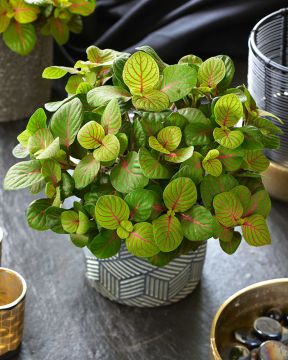 Pitsilehti Bubble Green 3 kpl