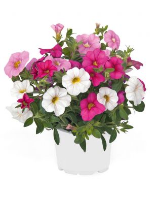 Confetti Hawaiian Pink Fusion 3 kpl