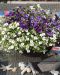 Confetti Hawaiian Sailaway 3 kpl