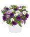 Confetti Hawaiian Sailaway 3 kpl