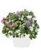 Confetti Coconut Coast 3 kpl