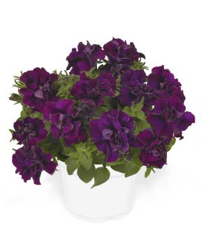 Petunia Origami Burgundy 5 kpl