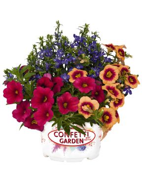 Confetti Waterbury 6 kpl