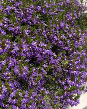 Siniviuhka Blue Shades 5 kpl