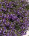 Siniviuhka Blue Shades 5 kpl