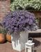 Siniviuhka Blue Shades 5 kpl