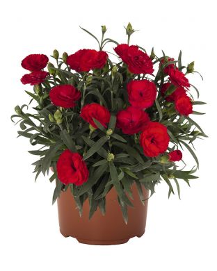 Neilikka Red 5 kpl
