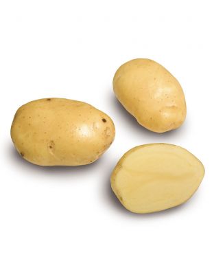 Siemenperuna Siikli 1 kg