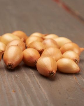 Ruokasipuli Sturon 500 g