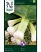 Purjosipuli Herbstriesen 2