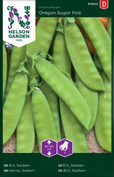 Sokeriherne Oregon Sugar Pod
