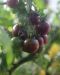 Kirsikkatomaatti Black Cherry luomu