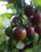 Kirsikkatomaatti Black Cherry luomu