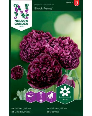 Pioniunikko Black Peony