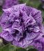 Petunia Double Violet Vein