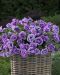 Petunia Double Violet Vein