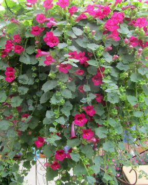 Purppuravaula pinkki