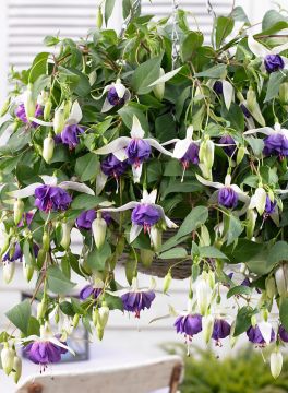 Jättiverenpisara Deep Purple 3 kpl