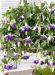 Jättiverenpisara Deep Purple 3 kpl