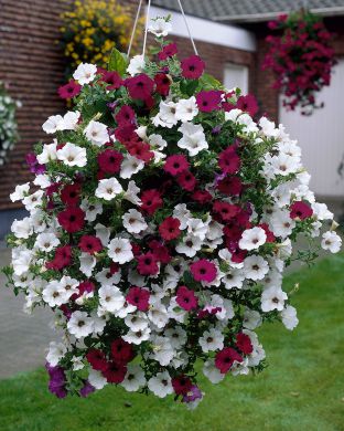 Petunia väri duo