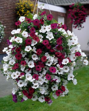 Petunia väri duo