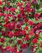 Miljoonakello Double Ruby