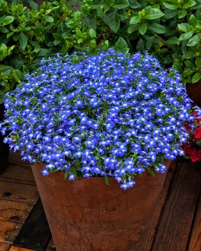 Lobelia Techno Up Dark Blue