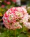 Ruusunnuppupelargoni Apple Blossom