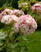 Ruusunnuppupelargoni Apple Blossom