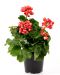 Tulppaanipelargoni Red Pandora