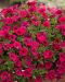 Petunia Littletunia Fuchsia 