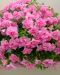 Kerrattu petunia Victoria