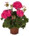 Kerrattu pelargoni Rosalinda