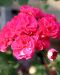 Kerrattu pelargoni Rosalinda