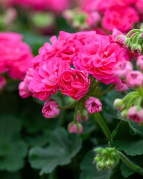Kerrattu pelargoni Rosalinda