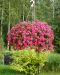 Kerrattu miljoonakello Double Violet