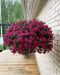 Kerrattu miljoonakello Double Violet