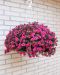 Kerrattu miljoonakello Double Violet