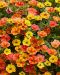 Miljoonakello Diva Orange 3 kpl