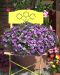 Kerrattu miljoonakello Double Amethyst 3 kpl