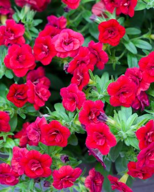 Kerrattu miljoonakello Double Dark Red 3 kpl