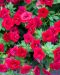 Kerrattu miljoonakello Double Dark Red 3 kpl
