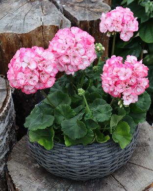 Pelargoni Strawberry Bunny Ice