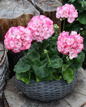 Pelargoni Strawberry Bunny Ice