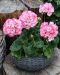 Pelargoni Strawberry Bunny Ice